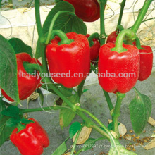 SP21 Jinghong no.2 f1 sementes de pimentão vermelho híbrido f1